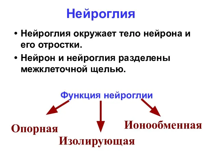 Нейроглия Нейроглия окружает тело нейрона и его отростки. Нейрон и нейроглия