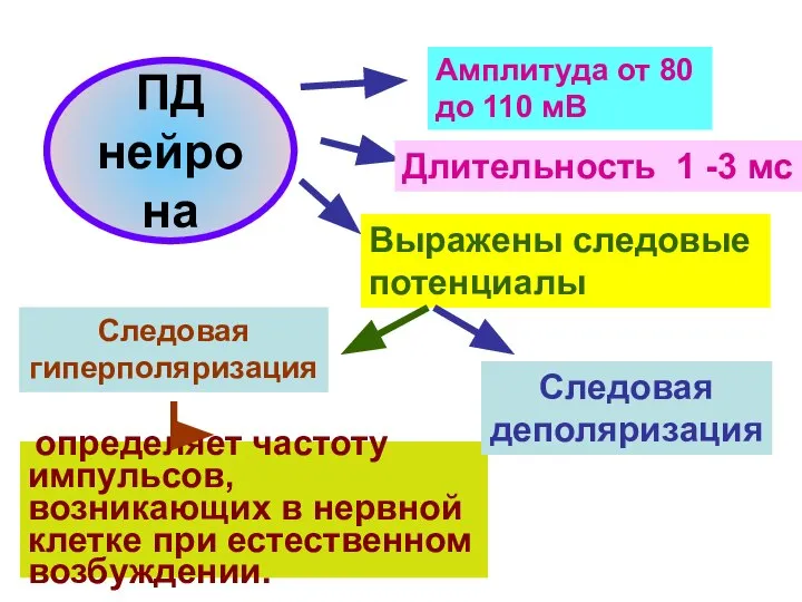 ПД нейрона Амплитуда от 80 до 110 мВ Длительность 1 -3