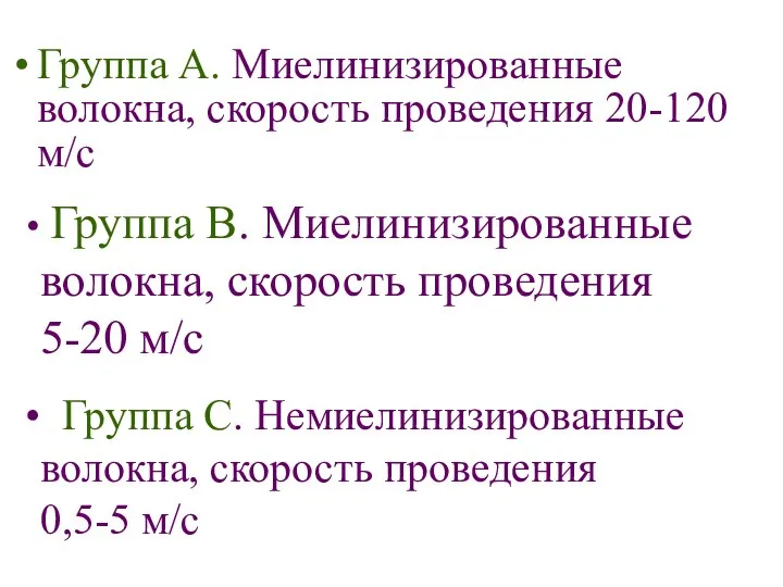 Группа А. Миелинизированные волокна, скорость проведения 20-120 м/с Группа В. Миелинизированные