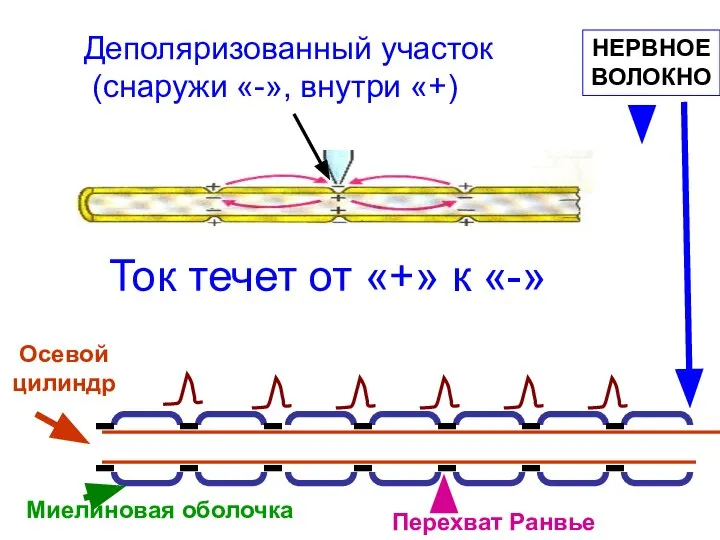 Осевой цилиндр Миелиновая оболочка Перехват Ранвье НЕРВНОЕ ВОЛОКНО Деполяризованный участок (снаружи