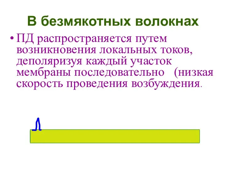 В безмякотных волокнах ПД распространяется путем возникновения локальных токов, деполяризуя каждый