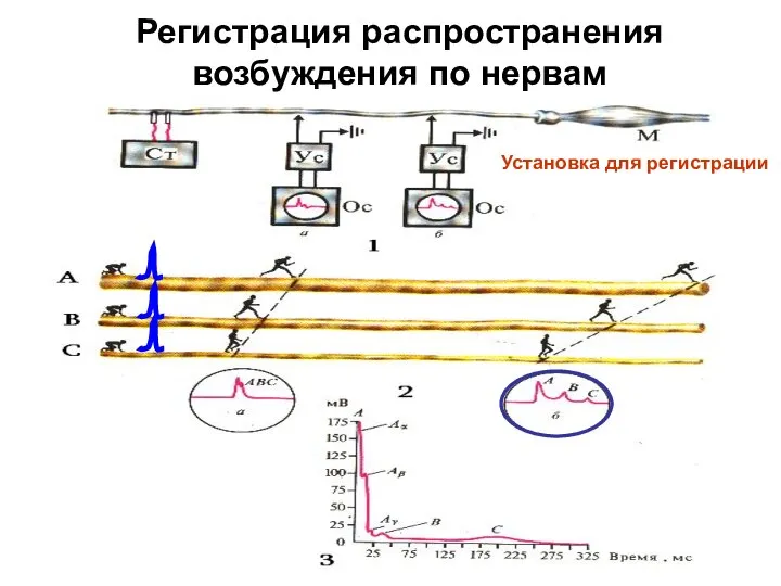 Регистрация распространения возбуждения по нервам Установка для регистрации