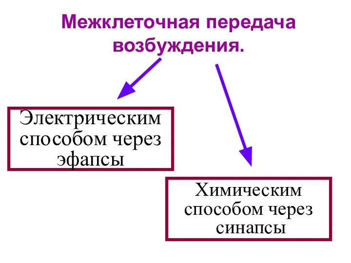 Межклеточная передача возбуждения. Электрическим способом через эфапсы Химическим способом через синапсы