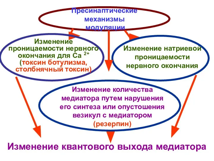 Пресинаптические механизмы модуляции Изменение квантового выхода медиатора Изменение проницаемости нервного окончания