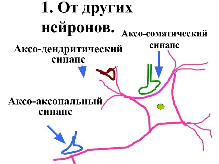 1. От других нейронов. Аксо-соматический синапс Аксо-дендритический синапс Аксо-аксональный синапс