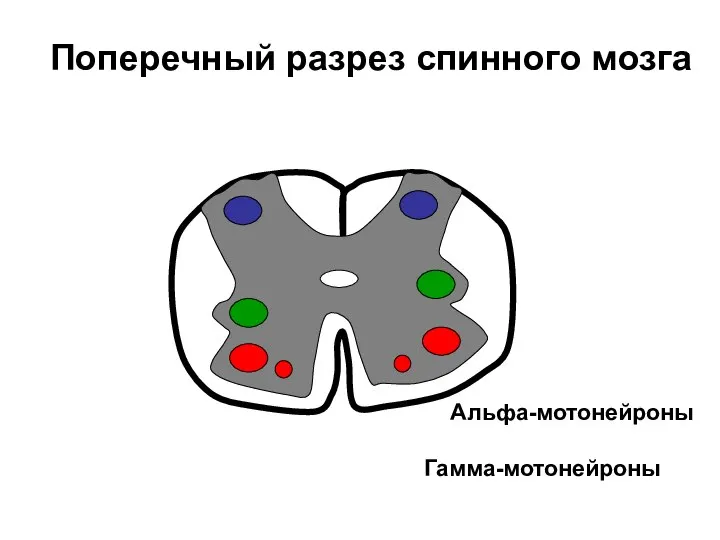 Альфа-мотонейроны Гамма-мотонейроны Поперечный разрез спинного мозга
