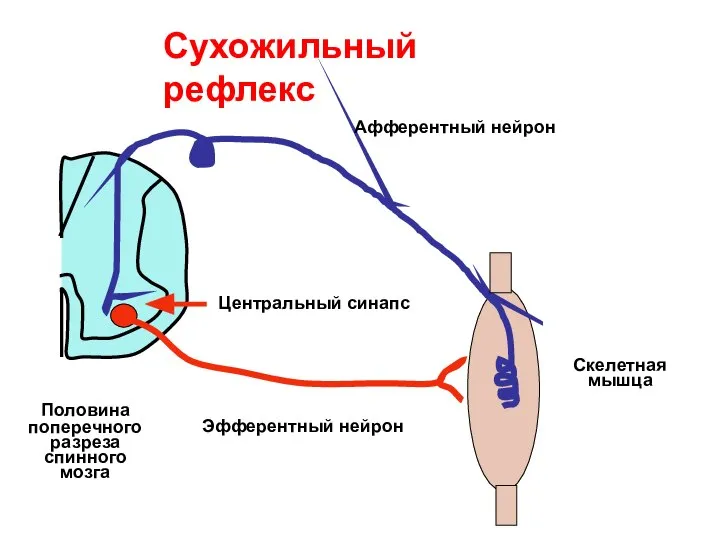 Сухожильный рефлекс Половина поперечного разреза спинного мозга Скелетная мышца Афферентный нейрон Эфферентный нейрон Центральный синапс