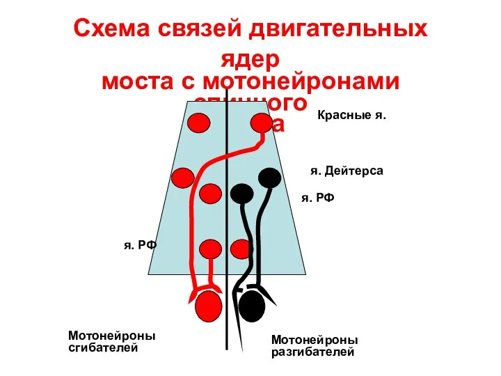 Схема связей двигательных ядер моста с мотонейронами спинного мозга Мотонейроны сгибателей