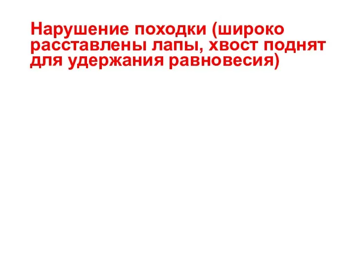 Нарушение походки (широко расставлены лапы, хвост поднят для удержания равновесия)