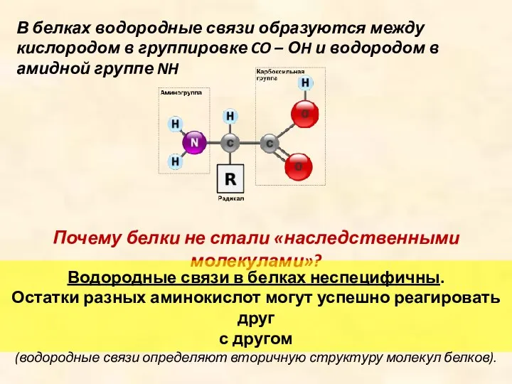 В белках водородные связи образуются между кислородом в группировке CO –