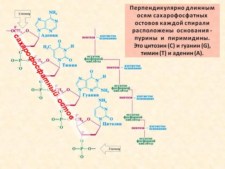 сахарофосфатный остов