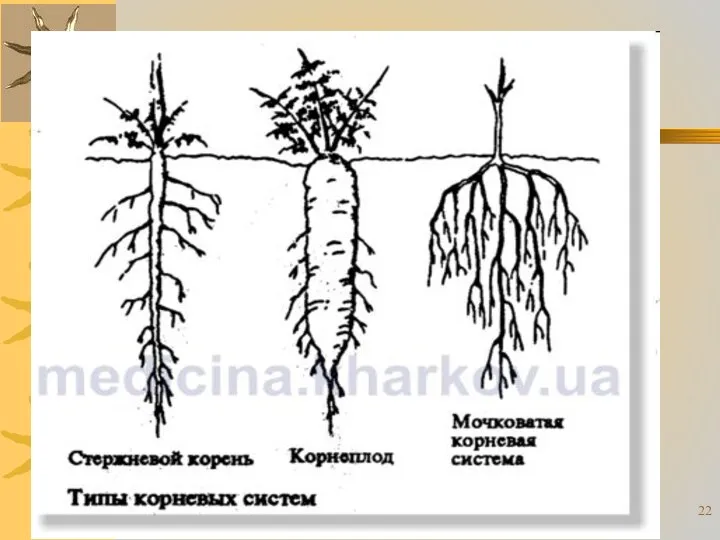 * Романова О.М.