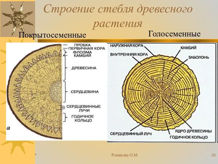 * Романова О.М. Строение стебля древесного растения Покрытосеменные Голосеменные