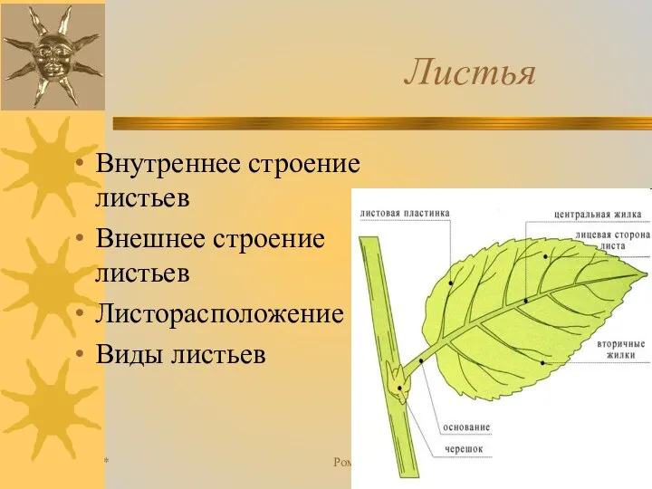 * Романова О.М. Листья Внутреннее строение листьев Внешнее строение листьев Листорасположение Виды листьев