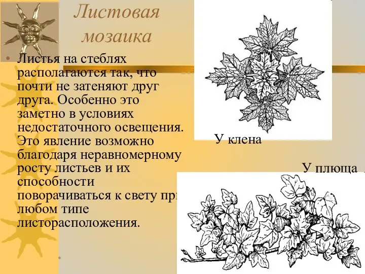 * Романова О.М. Листовая мозаика Листья на стеблях располагаются так, что