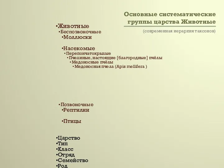 Основные систематические группы царства Животные (современная иерархия таксонов)