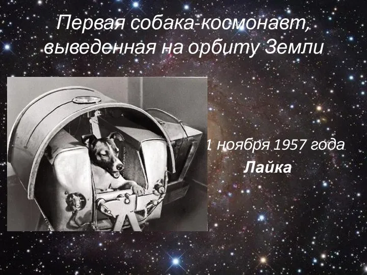 Первая собака-космонавт, выведенная на орбиту Земли 1 ноября 1957 года Лайка