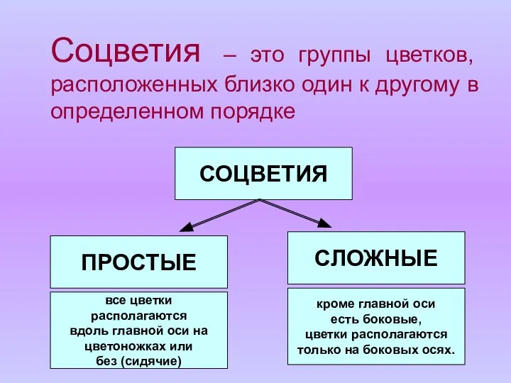 Соцветия – это группы цветков, расположенных близко один к другому в