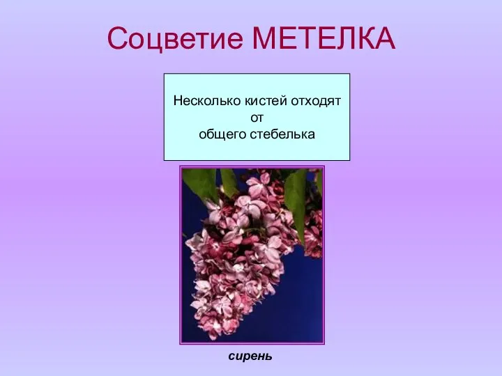 Соцветие МЕТЕЛКА Несколько кистей отходят от общего стебелька сирень