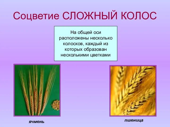 Соцветие СЛОЖНЫЙ КОЛОС На общей оси расположены несколько колосков, каждый из