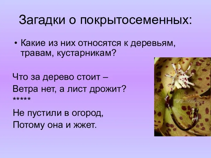 Загадки о покрытосеменных: Какие из них относятся к деревьям, травам, кустарникам?