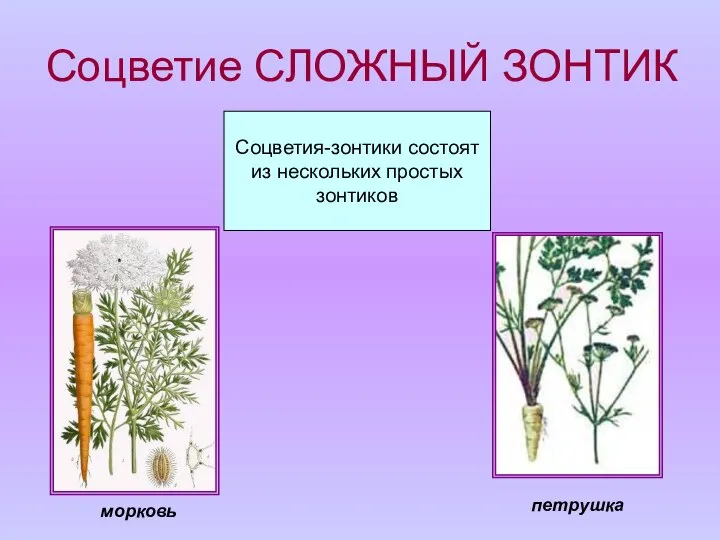 Соцветие СЛОЖНЫЙ ЗОНТИК Соцветия-зонтики состоят из нескольких простых зонтиков петрушка морковь