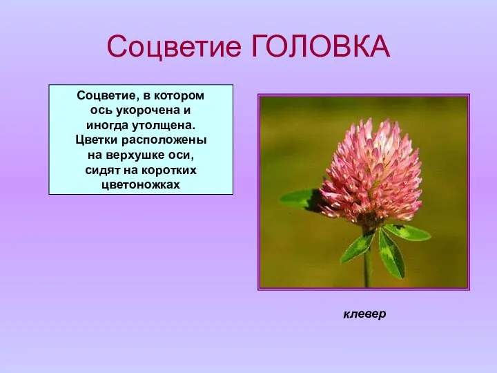 Соцветие ГОЛОВКА Соцветие, в котором ось укорочена и иногда утолщена. Цветки