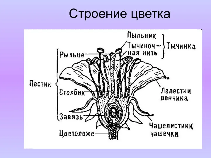 Строение цветка