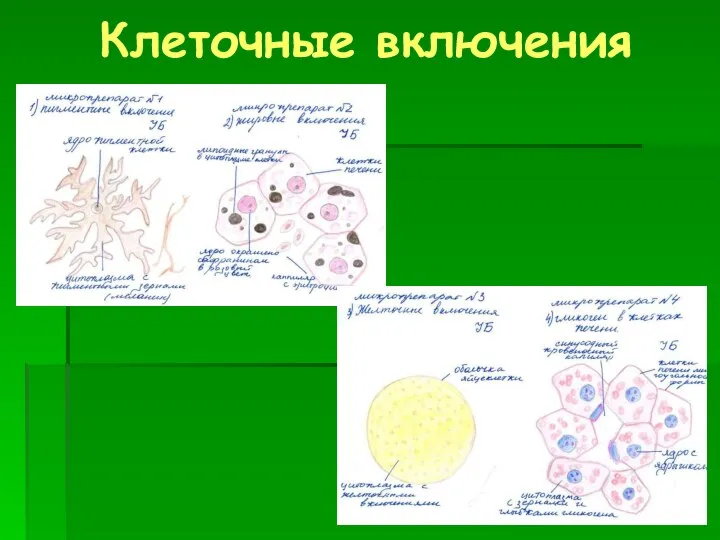 Клеточные включения