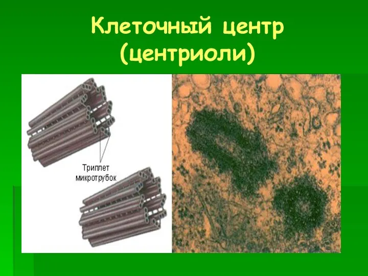 Клеточный центр (центриоли)