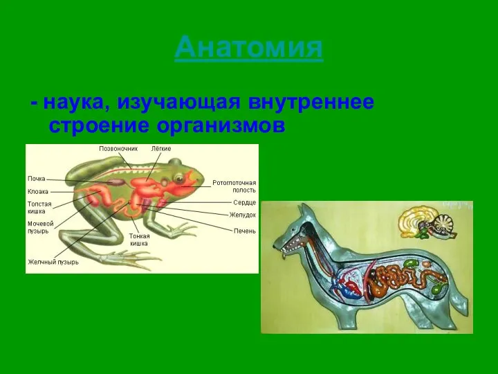 Анатомия - наука, изучающая внутреннее строение организмов