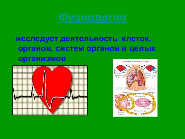 Физиология - исследует деятельность клеток, органов, систем органов и целых организмов