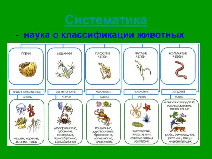 Систематика - наука о классификации животных