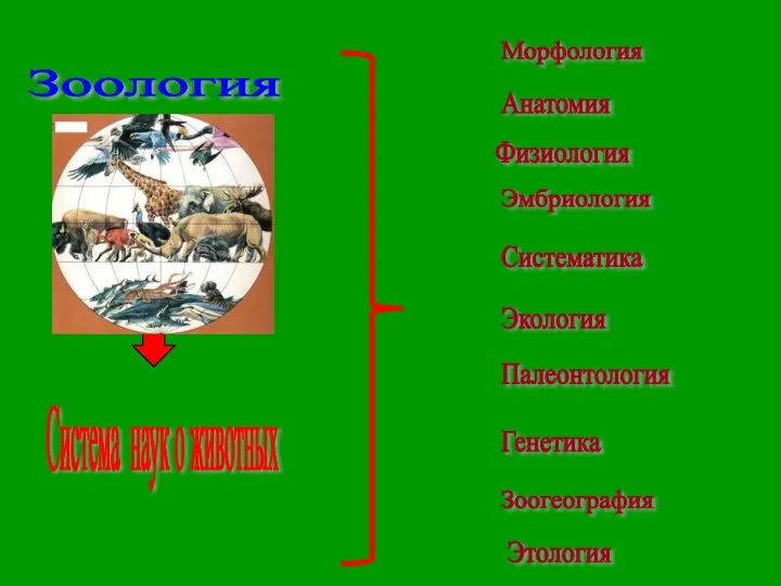 Зоология Система наук о животных Морфология Анатомия Физиология Эмбриология Систематика Экология Палеонтология Генетика Этология Зоогеография