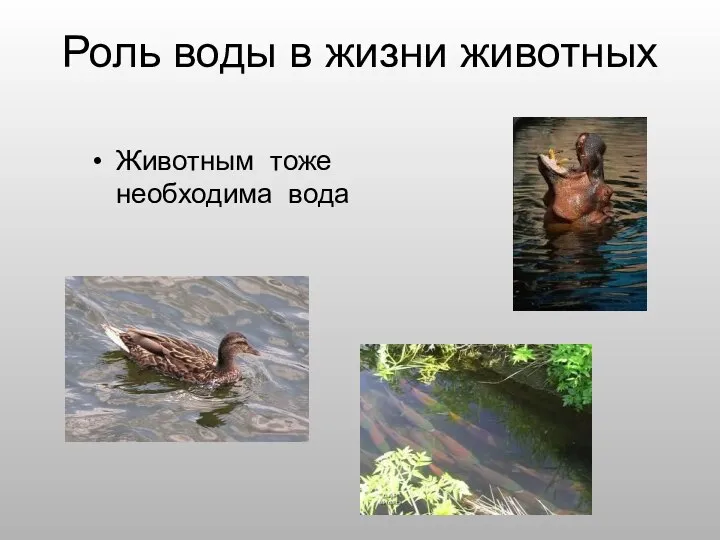 Роль воды в жизни животных Животным тоже необходима вода