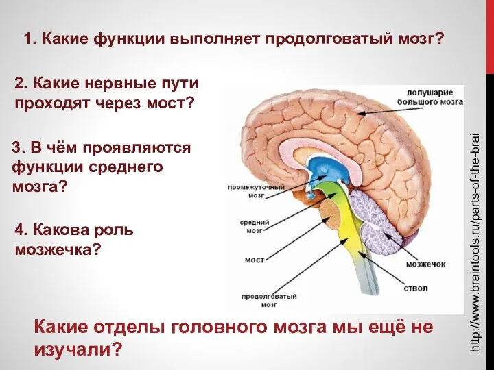 http://www.braintools.ru/parts-of-the-brain Какие отделы головного мозга мы ещё не изучали? 1. Какие