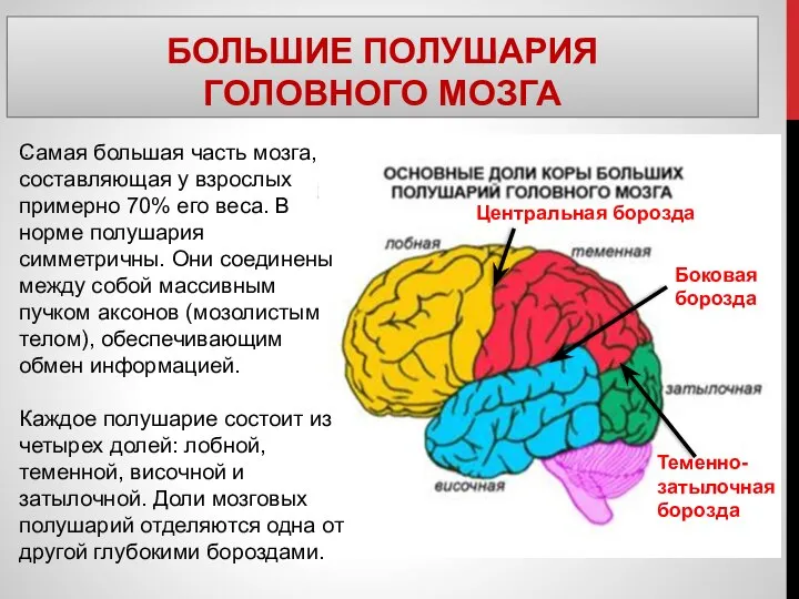 БОЛЬШИЕ ПОЛУШАРИЯ ГОЛОВНОГО МОЗГА . Самая большая часть мозга, составляющая у