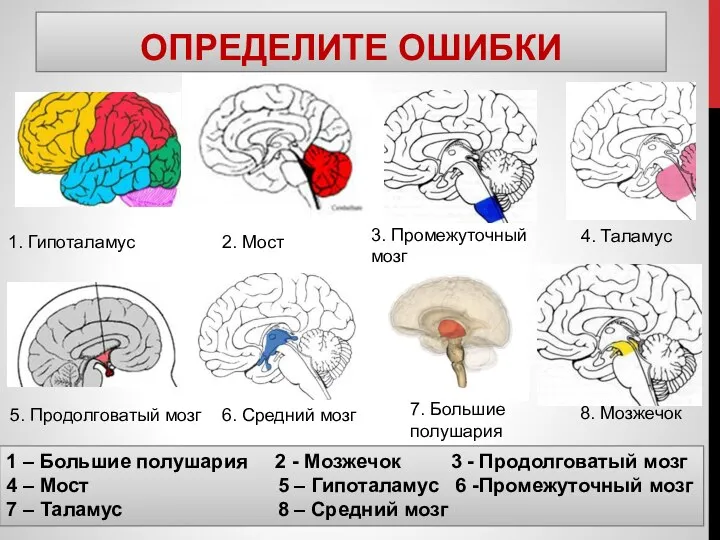 ОПРЕДЕЛИТЕ ОШИБКИ 1. Гипоталамус 2. Мост 3. Промежуточный мозг 5. Продолговатый