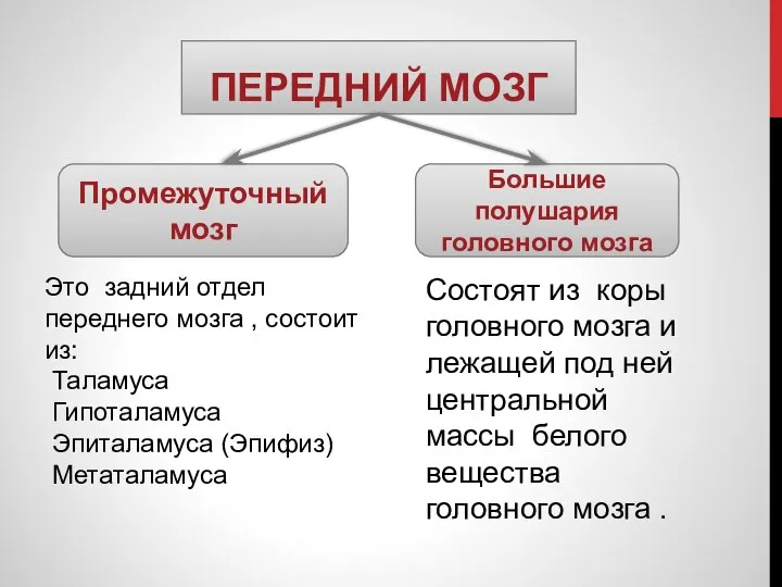 ПЕРЕДНИЙ МОЗГ Промежуточный мозг Большие полушария головного мозга Это задний отдел