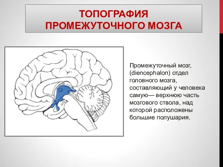 ТОПОГРАФИЯ ПРОМЕЖУТОЧНОГО МОЗГА Промежуточный мозг, (diencephalon) отдел головного мозга, составляющий у
