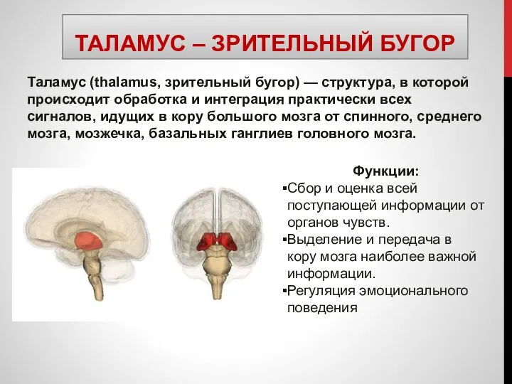 ТАЛАМУС – ЗРИТЕЛЬНЫЙ БУГОР Таламус (thalamus, зрительный бугор) — структура, в