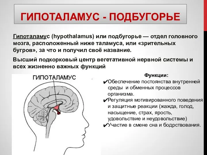 ГИПОТАЛАМУС - ПОДБУГОРЬЕ Гипоталамус (hypothalamus) или подбугорье — отдел головного мозга,