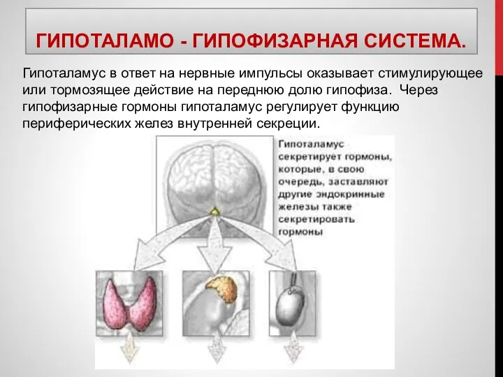 ГИПОТАЛАМО - ГИПОФИЗАРНАЯ СИСТЕМА. Гипоталамус в ответ на нервные импульсы оказывает