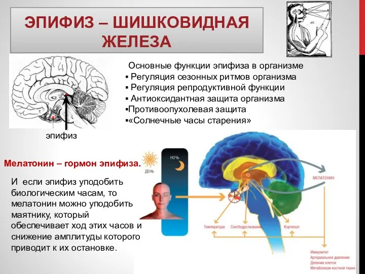 ЭПИФИЗ – ШИШКОВИДНАЯ ЖЕЛЕЗА Основные функции эпифиза в организме Регуляция сезонных