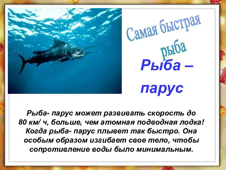 Рыба- парус может развивать скорость до 80 км/ ч, больше, чем