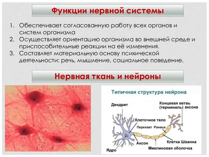 Функции нервной системы Нервная ткань и нейроны Обеспечивает согласованную работу всех