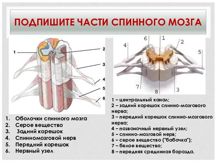 ПОДПИШИТЕ ЧАСТИ СПИННОГО МОЗГА Оболочки спинного мозга Серое вещество Задний корешок