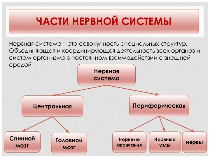 ЧАСТИ НЕРВНОЙ СИСТЕМЫ Нервная система Центральная Периферическая Спинной мозг Головной мозг