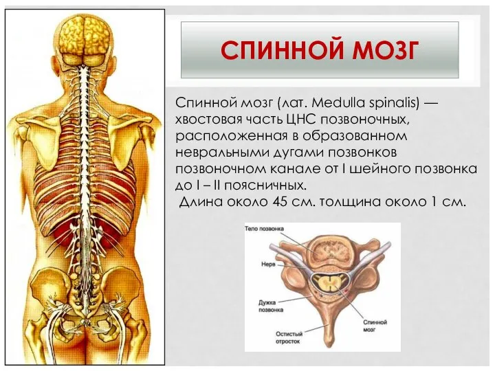 СПИННОЙ МОЗГ Спинной мозг (лат. Medulla spinalis) —хвостовая часть ЦНС позвоночных,