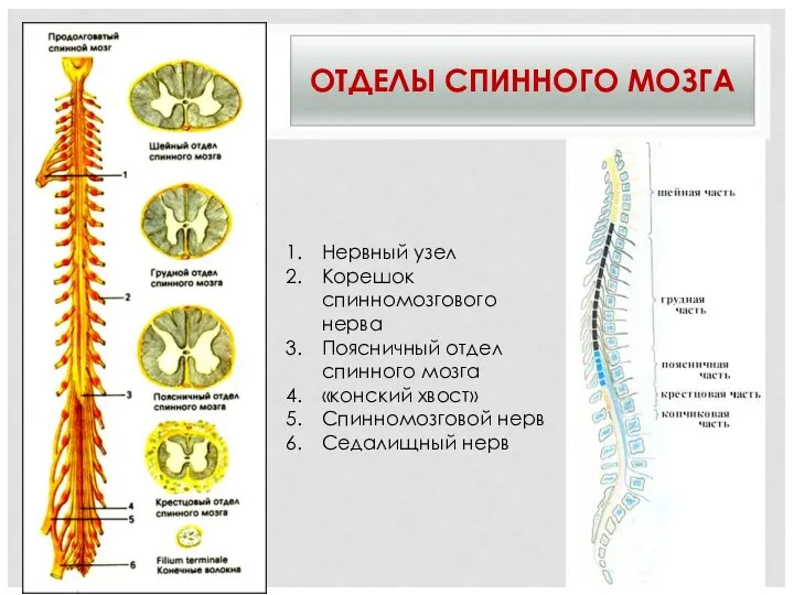 ОТДЕЛЫ СПИННОГО МОЗГА Нервный узел Корешок спинномозгового нерва Поясничный отдел спинного